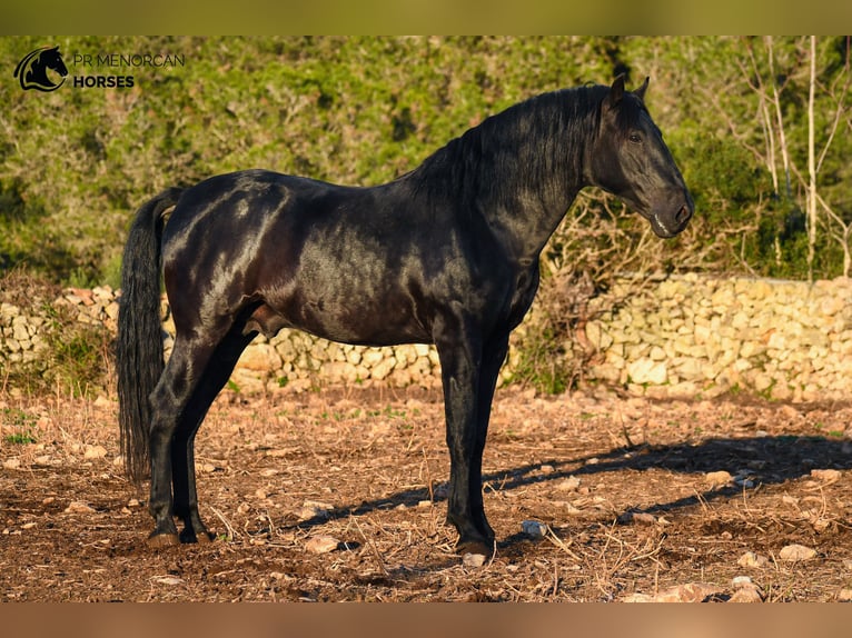 Menorcaanse Hengst 8 Jaar 170 cm Zwart in Menorca