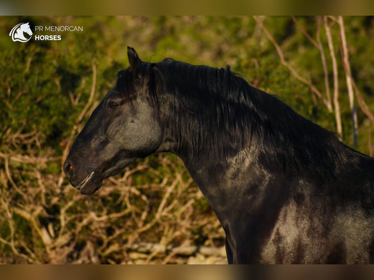 Menorcaanse Hengst 8 Jaar 170 cm Zwart in Menorca