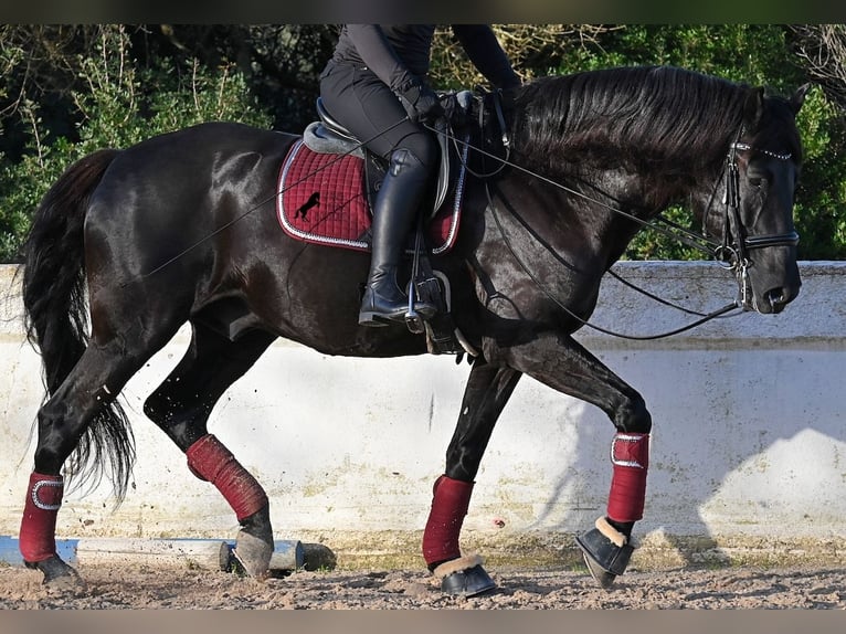 Menorcaanse Hengst 9 Jaar 174 cm Zwart in Menorca
