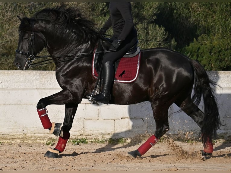 Menorcaanse Hengst 9 Jaar 174 cm Zwart in Menorca