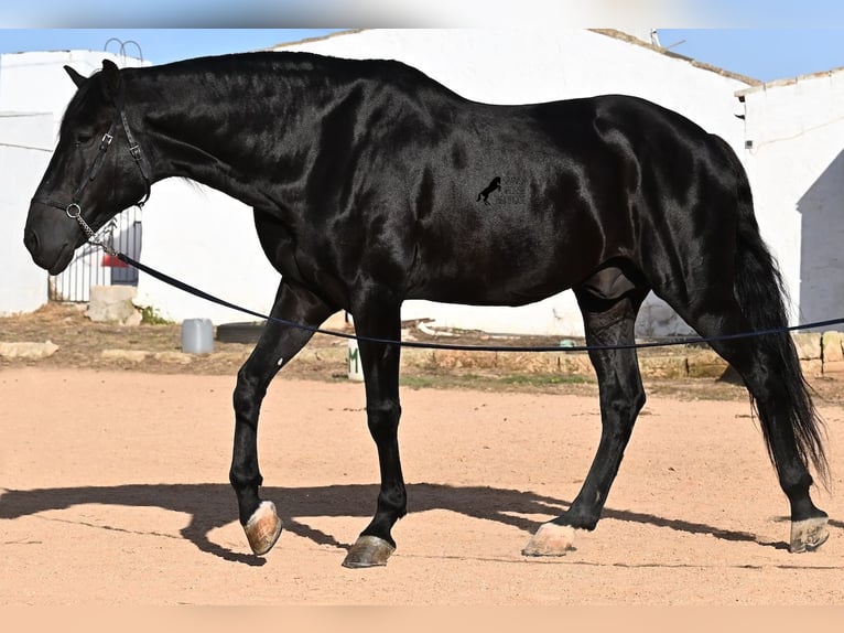 Menorcaanse Hengst 9 Jaar 174 cm Zwart in Menorca