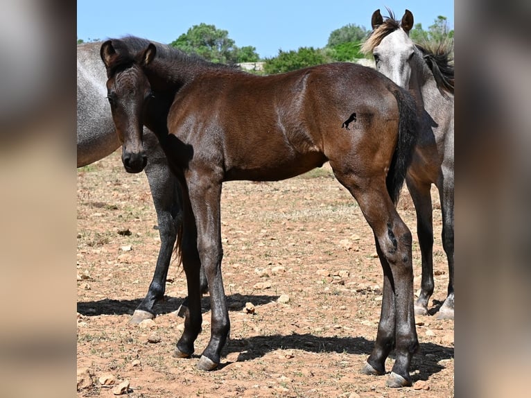 Menorcaanse Hengst Veulen (04/2026) 160 cm  in Menorca