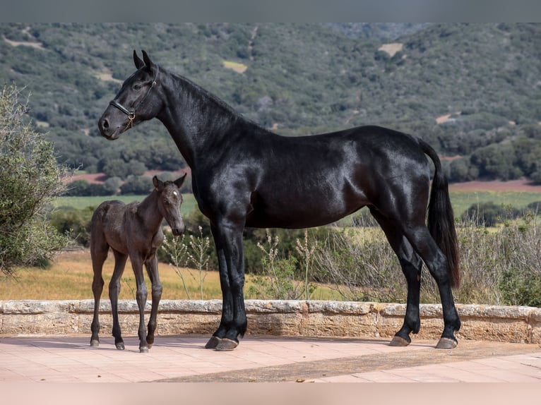 Menorcaanse Hengst veulen (03/2024) 160 cm Zwart in Menorca