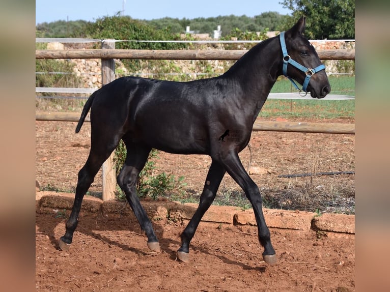 Menorcaanse Hengst veulen (03/2024) 162 cm Zwart in Menorca