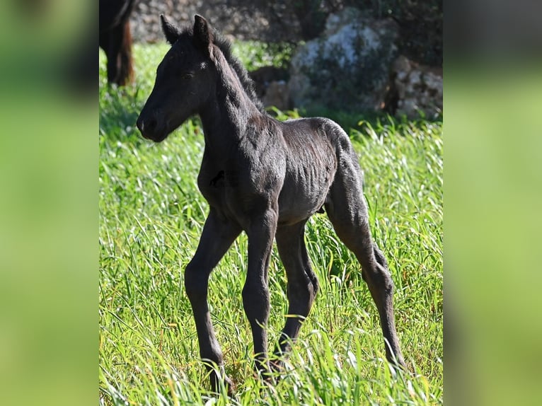 Menorcaanse Hengst Veulen (01/2026) 165 cm Zwart in Menorca