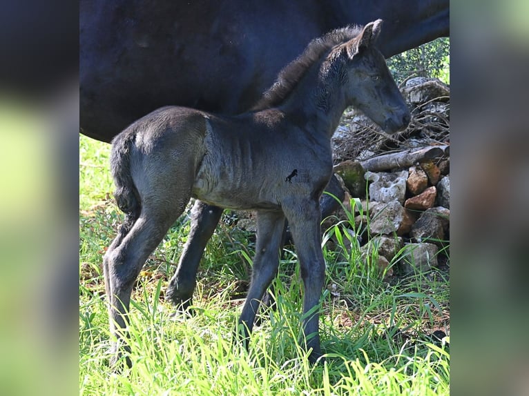 Menorcaanse Hengst Veulen (01/2026) 165 cm Zwart in Menorca