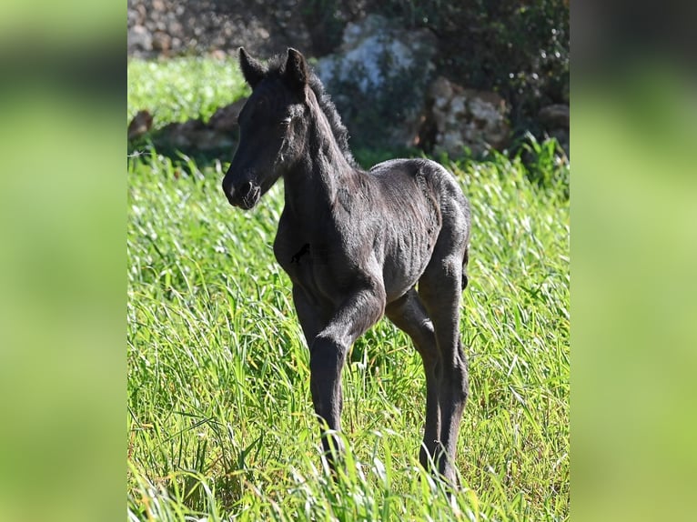 Menorcaanse Hengst Veulen (01/2026) 165 cm Zwart in Menorca