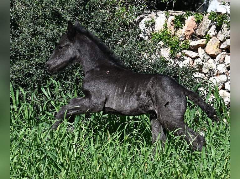 Menorcaanse Hengst Veulen (01/2026) 165 cm Zwart in Menorca