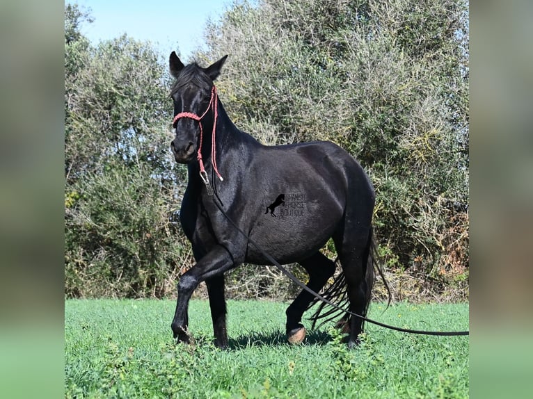 Menorcaanse Merrie 10 Jaar 154 cm Zwart in Menorca