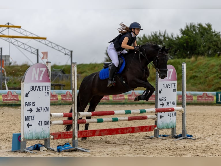 Menorcaanse Merrie 10 Jaar 159 cm Zwart in Mairy Mainville