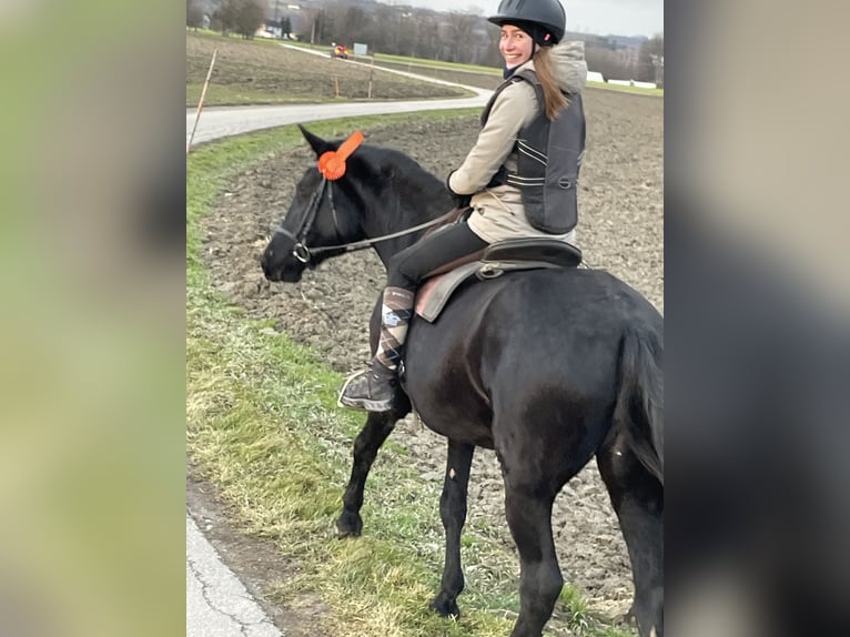 Menorcaanse Merrie 10 Jaar 160 cm Zwart in Herzogsdorf