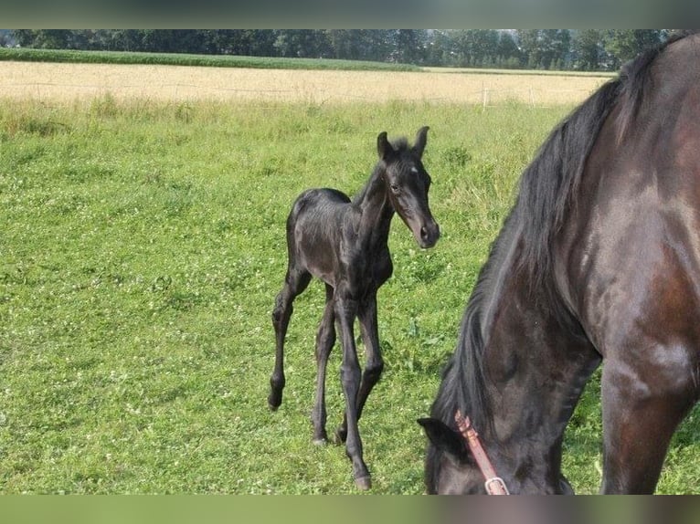 Menorcaanse Merrie 10 Jaar 160 cm Zwart in Herzogsdorf