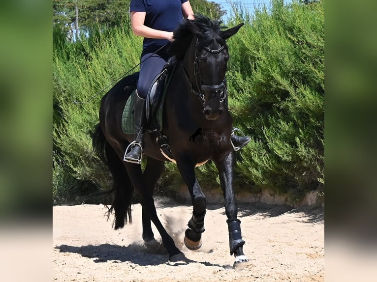 Menorcaanse Merrie 12 Jaar 158 cm Zwart in Menorca