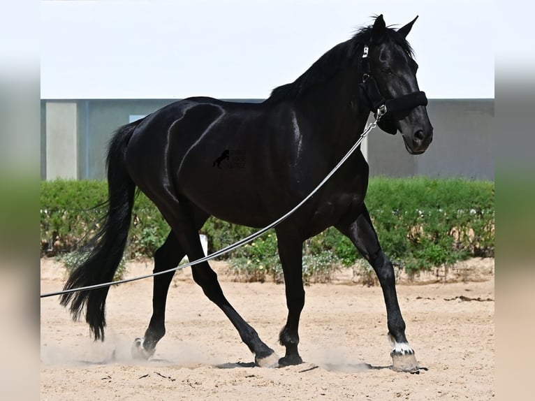 Menorcaanse Merrie 12 Jaar 158 cm Zwart in Menorca