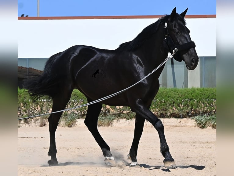 Menorcaanse Merrie 12 Jaar 158 cm Zwart in Menorca