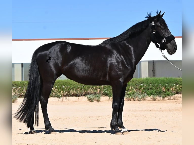 Menorcaanse Merrie 12 Jaar 158 cm Zwart in Menorca