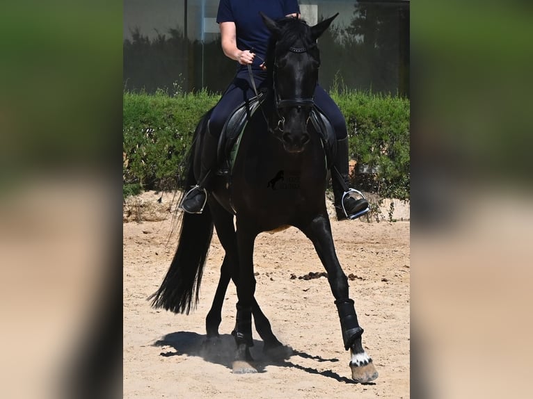 Menorcaanse Merrie 12 Jaar 158 cm Zwart in Menorca