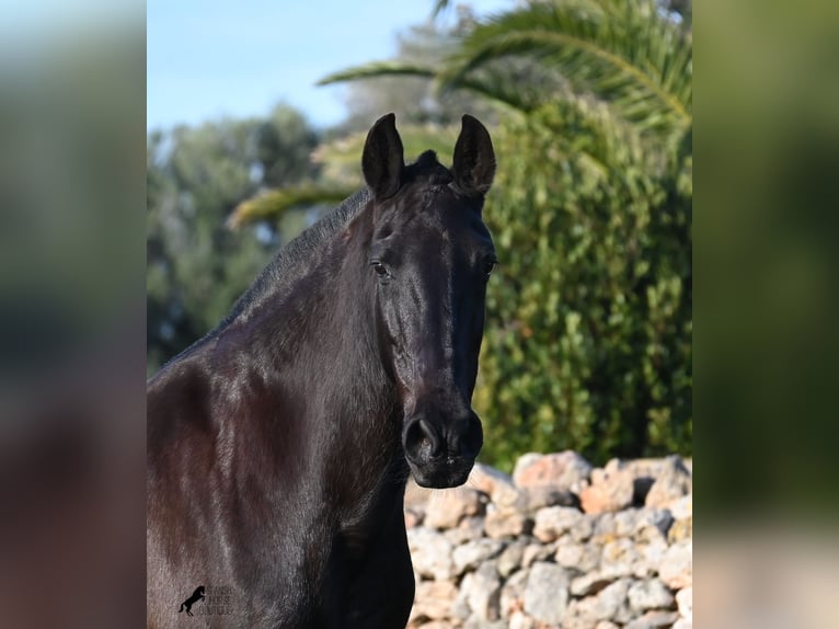 Menorcaanse Merrie 19 Jaar 160 cm Zwart in Menorca