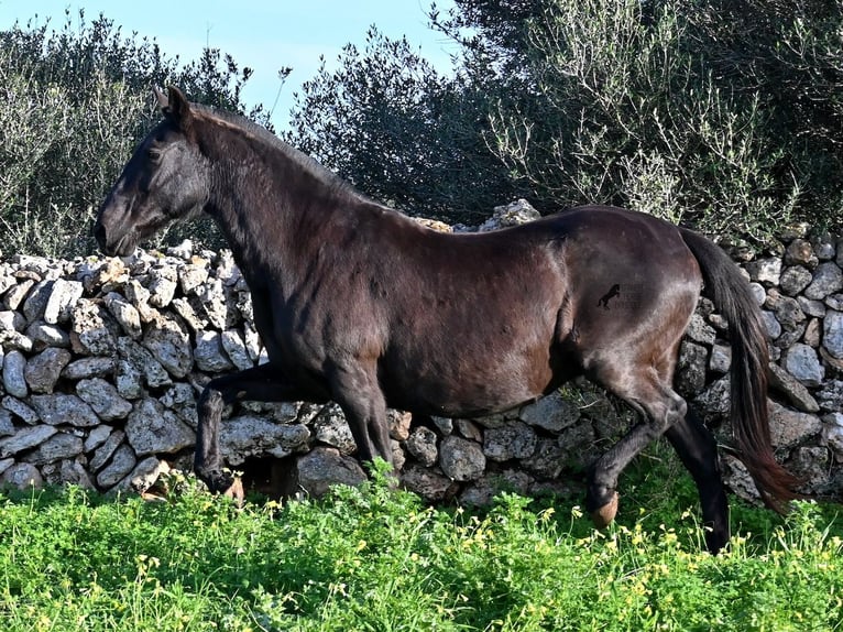 Menorcaanse Merrie 19 Jaar 160 cm Zwart in Menorca