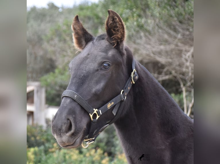 Menorcaanse Merrie 1 Jaar 152 cm Zwart in Menorca