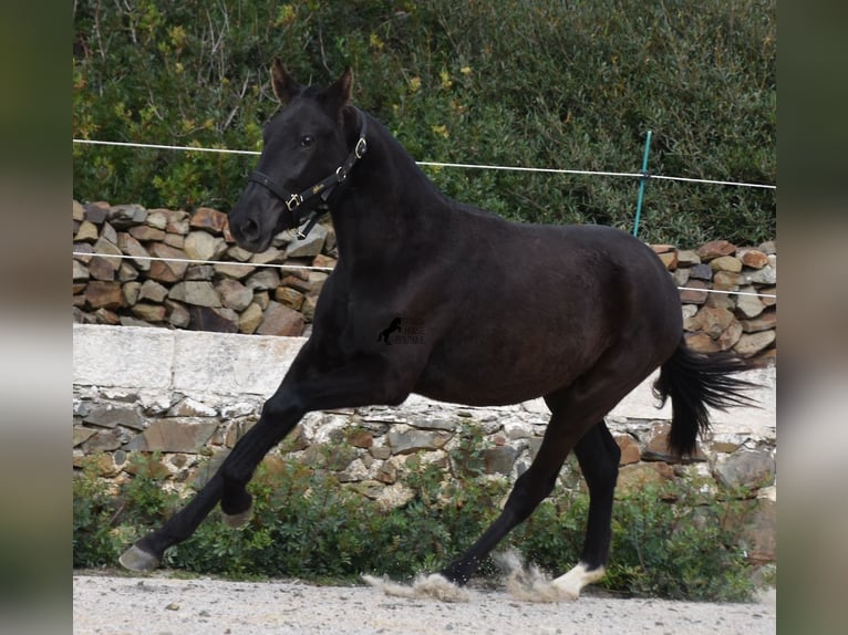 Menorcaanse Merrie 1 Jaar 152 cm Zwart in Menorca