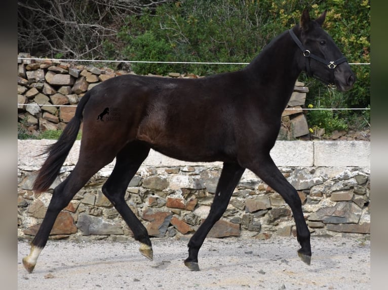 Menorcaanse Merrie 1 Jaar 152 cm Zwart in Menorca