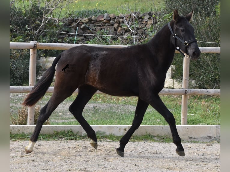 Menorcaanse Merrie 1 Jaar 152 cm Zwart in Menorca