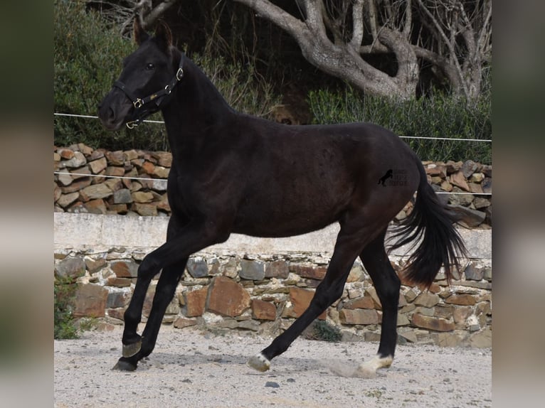 Menorcaanse Merrie 1 Jaar 152 cm Zwart in Menorca