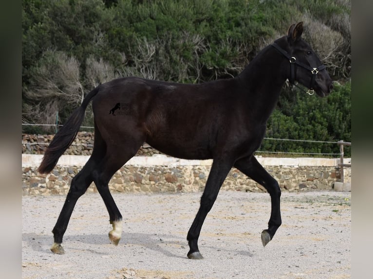 Menorcaanse Merrie 1 Jaar 152 cm Zwart in Menorca