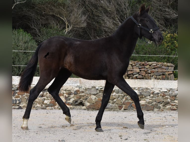 Menorcaanse Merrie 1 Jaar 152 cm Zwart in Menorca