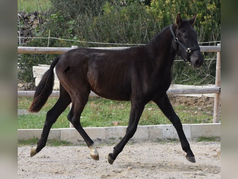 Menorcaanse Merrie 1 Jaar 152 cm Zwart in Menorca