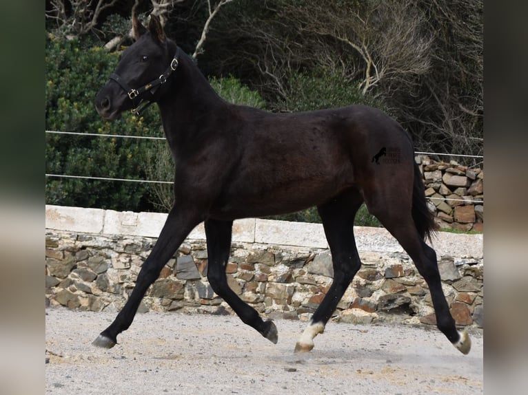 Menorcaanse Merrie 1 Jaar 152 cm Zwart in Menorca