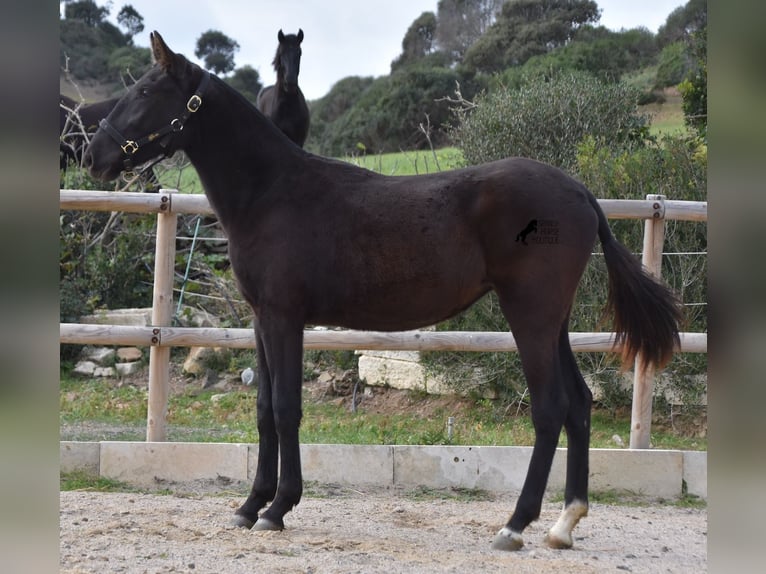 Menorcaanse Merrie 1 Jaar 152 cm Zwart in Menorca