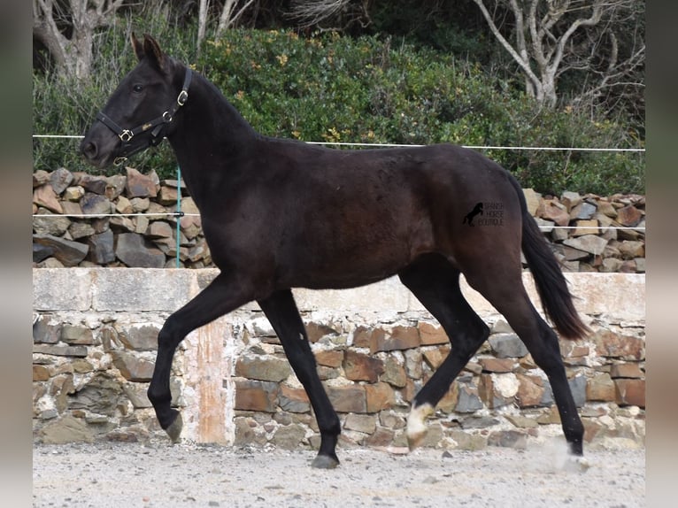 Menorcaanse Merrie 1 Jaar 152 cm Zwart in Menorca