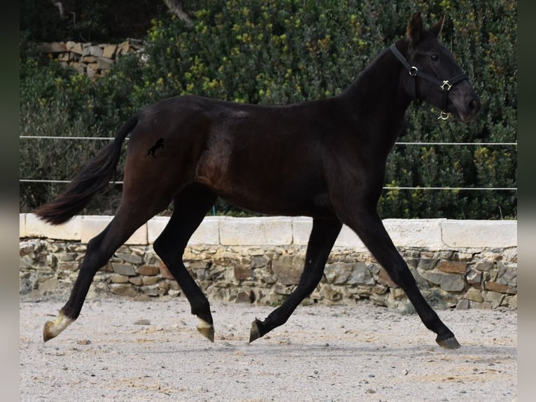 Menorcaanse Merrie 1 Jaar 152 cm Zwart in Menorca