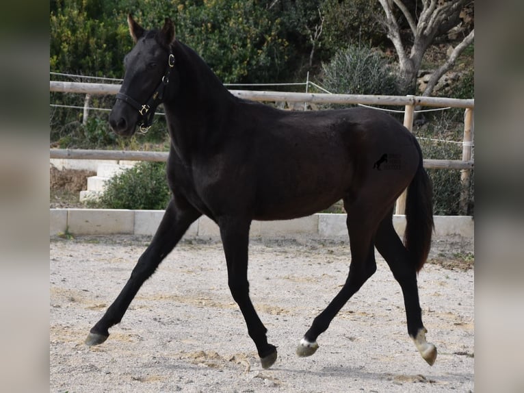 Menorcaanse Merrie 1 Jaar 152 cm Zwart in Menorca