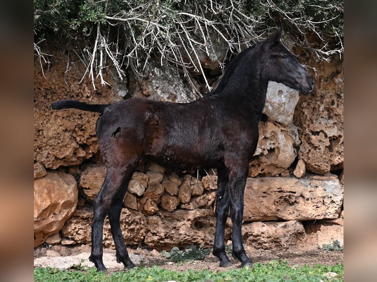 Menorcaanse Merrie 1 Jaar 155 cm Zwart in Menorca