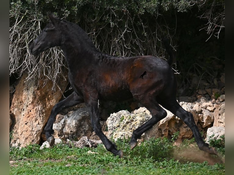 Menorcaanse Merrie 1 Jaar 155 cm Zwart in Menorca