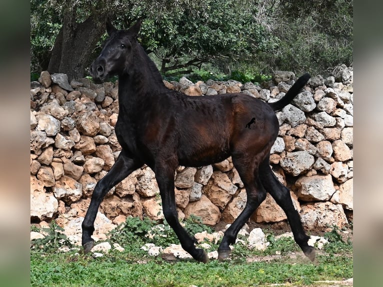 Menorcaanse Merrie 1 Jaar 155 cm Zwart in Menorca