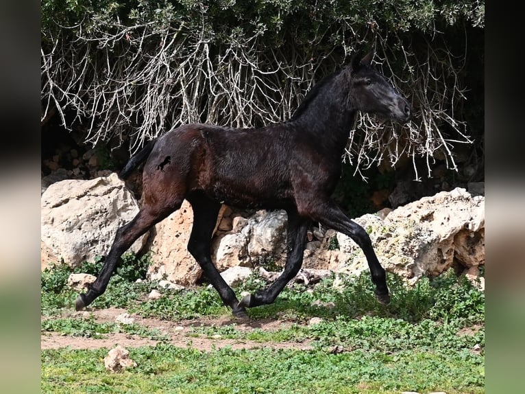 Menorcaanse Merrie 1 Jaar 155 cm Zwart in Menorca