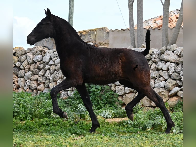 Menorcaanse Merrie 1 Jaar 155 cm Zwart in Menorca