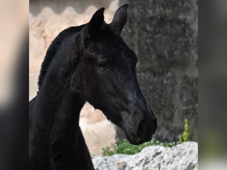 Menorcaanse Merrie 1 Jaar 155 cm Zwart in Menorca