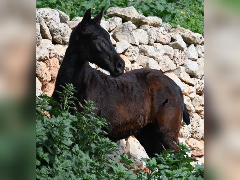 Menorcaanse Merrie 1 Jaar 155 cm Zwart in Menorca