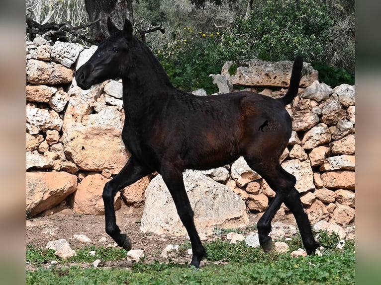 Menorcaanse Merrie 1 Jaar 155 cm Zwart in Menorca