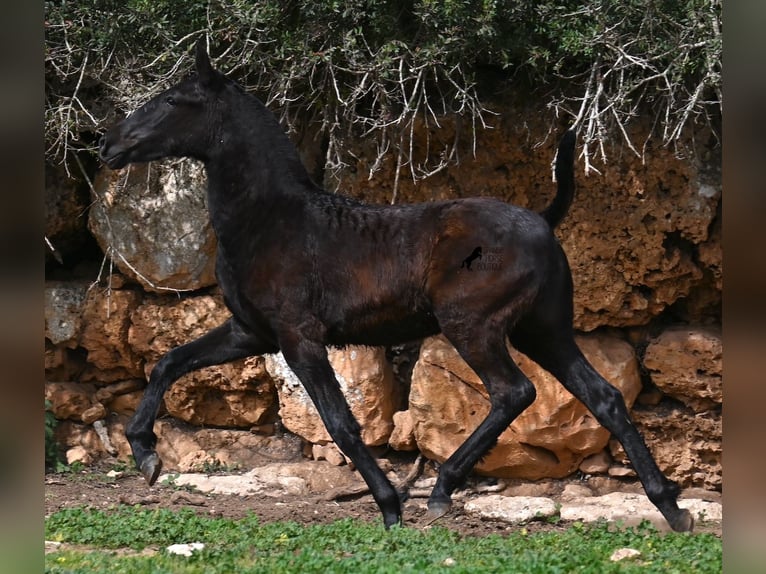 Menorcaanse Merrie 1 Jaar 155 cm Zwart in Menorca