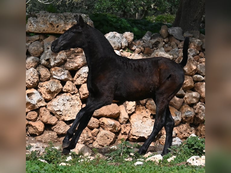 Menorcaanse Merrie 1 Jaar 155 cm Zwart in Menorca