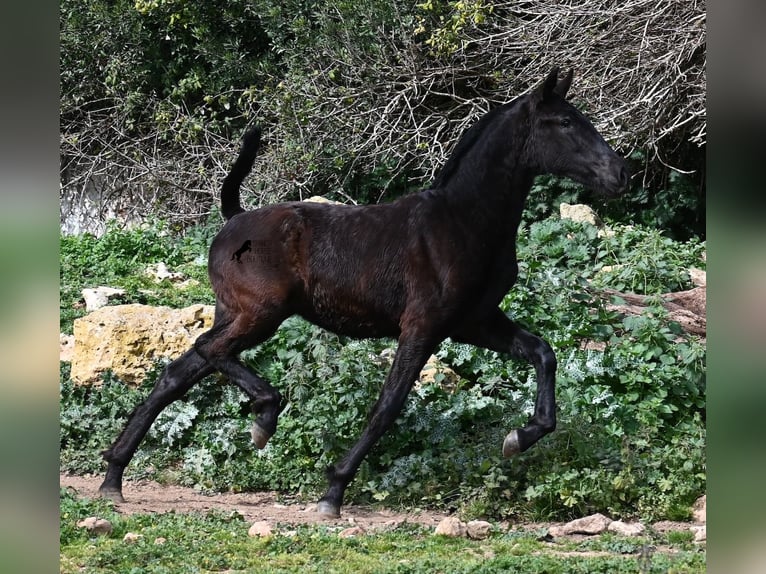 Menorcaanse Merrie 1 Jaar 155 cm Zwart in Menorca