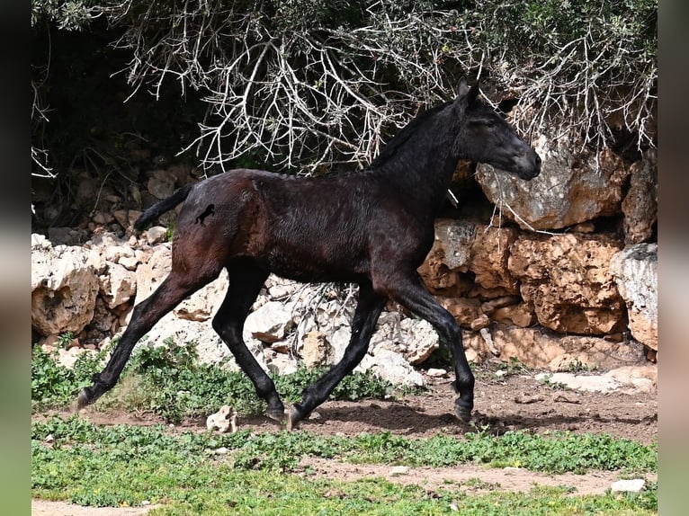 Menorcaanse Merrie 1 Jaar 155 cm Zwart in Menorca