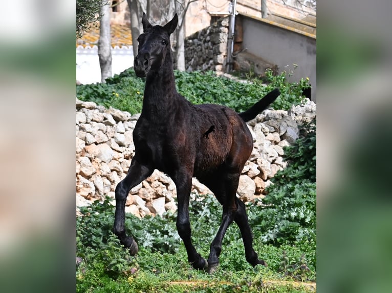 Menorcaanse Merrie 1 Jaar 155 cm Zwart in Menorca