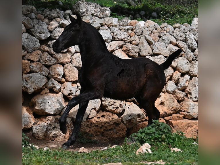 Menorcaanse Merrie 1 Jaar 155 cm Zwart in Menorca